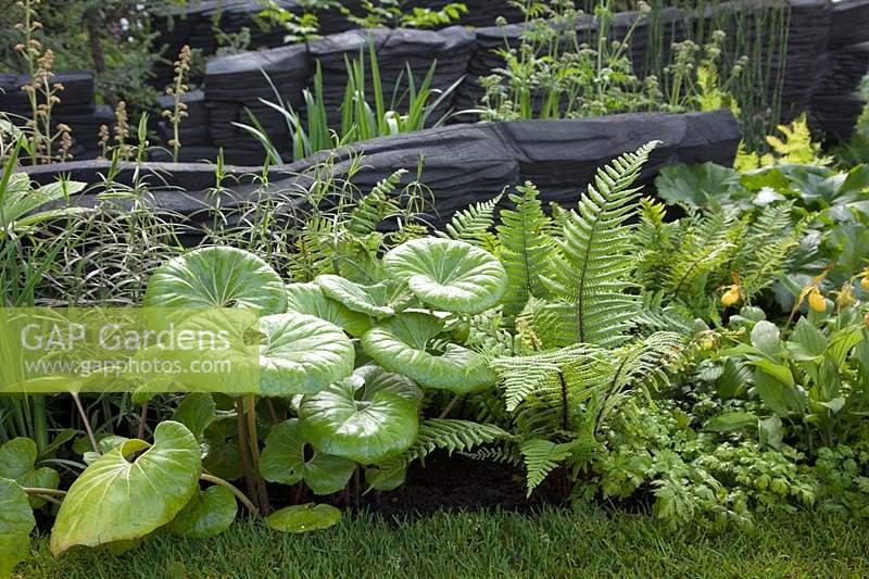 The M and G Garden 2019, planting combination which includes Asarum europaeum, Dryopteris cycadina and yellow Cypripedium - Sponsor: M and G investments.
