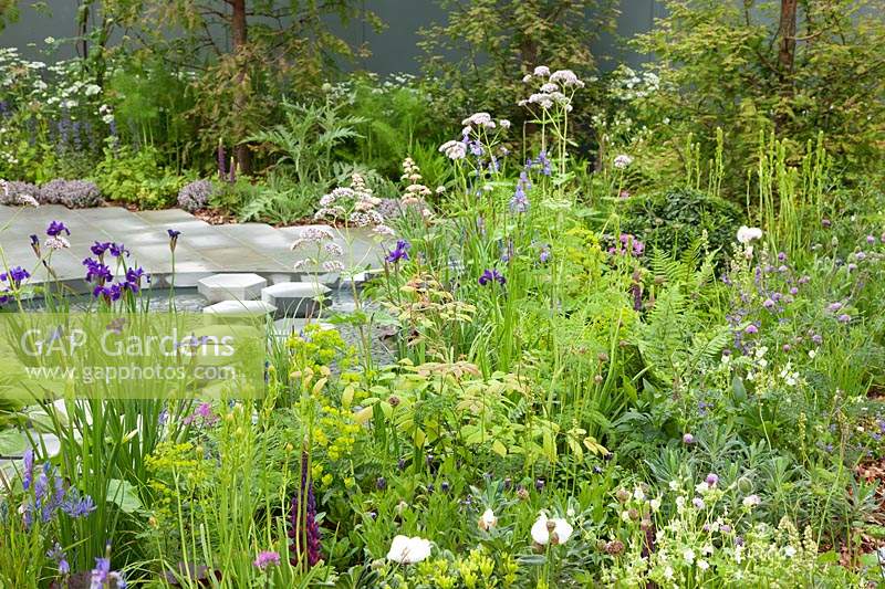 The Manchester Garden, view of the garden and its pool, with planting including Iris sibirica 'Caesar's Brother', Iris sibirica 'Persimmon', Euphorbia amygdaloides var. robbiae, Valerian and Rodgersia. Sponsors: Aviva Investors and Cole Waterhouse.