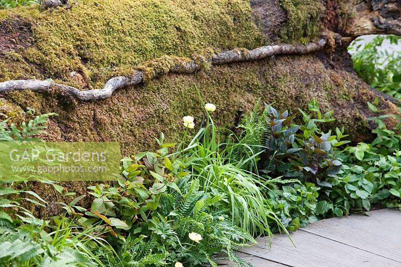 The RHS Back to Nature Garden, the large log is covered with moss and is bordered with planting which includes Trollius x cultorum 'Cheddar' and Blechnum spicant.
