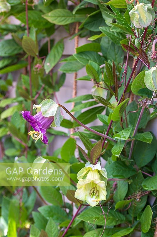Cobaea scandens - Cathedral Bells - covering a fence