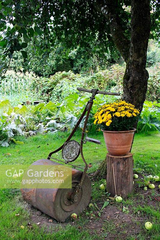 Old garden roller under Malus domestica - Apple -  tree with Chrysanthemum in a pot on a stump