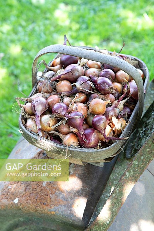 Small Onions selected for pickling, in trug