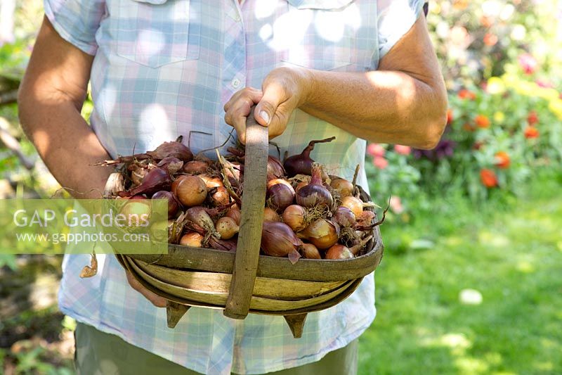 Person holding a trug of small Onions, selected for pickling, outside in dappled light