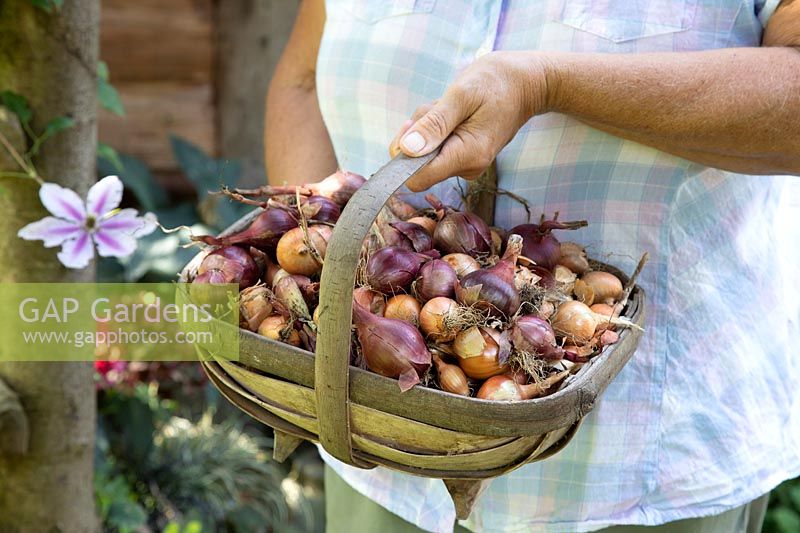 Person holding a trug filled with small Onions selected for pickling