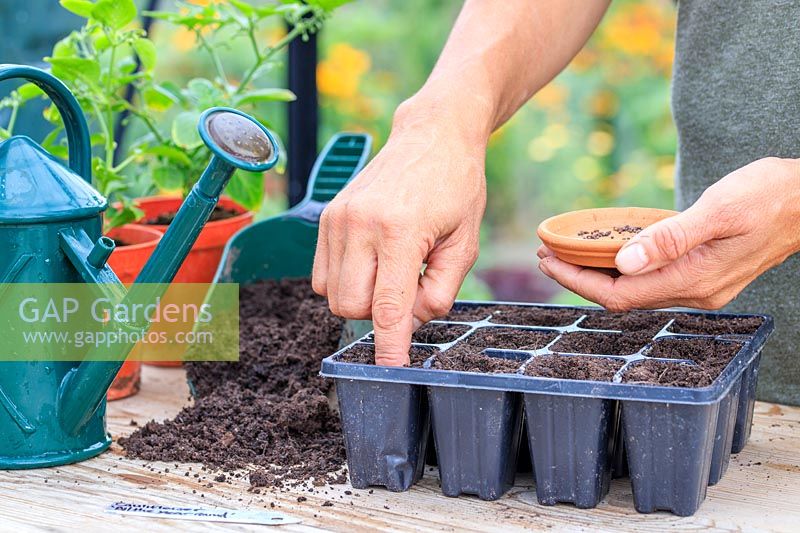 Woman using index finger to create holes for seeds in seedtray.