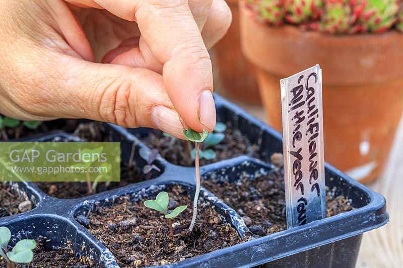 Woman removing unwanted seedlings so that a single seedling remains in each cell.