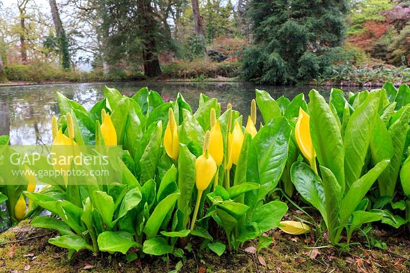 American skunk cabbage 'Lysichiton americanum' on the edge of one of the pools, with conifers and azaleas in the background.  Exbury Gardens, Hampshire.