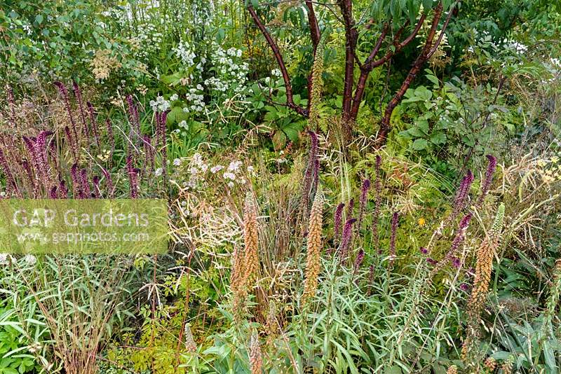 Digitalis parviflora 'Milk Chocolate', Lysimachia atropurpurea 'Beaujolais' in Macmillan Legacy Garden, RHS Hampton Court Flower show 2013