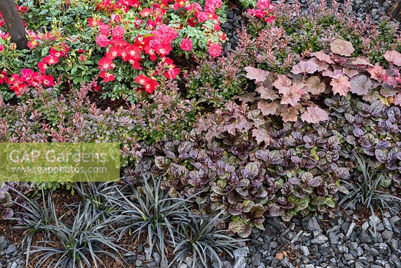 Dark foliage planting with red roses, Ajuga reptans 'Black Scallop', Heuchera 'Palace Purple'  and Ophiopogon - Ashes to Ashes, RHS Hampton Court Flower Show 2013, Contributors: Rumwood Nurseries, AVS Fensing.