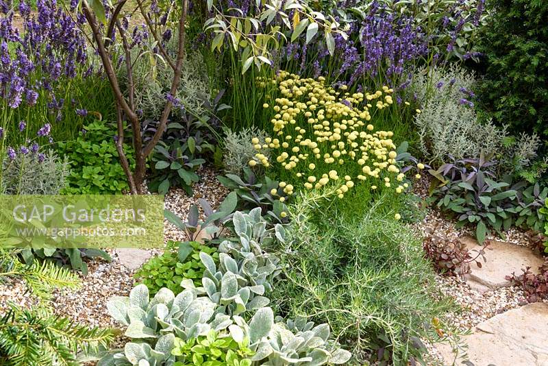 Gravel garden planted with Mediterranean herbs -  Halo - RHS Hampton Court Flower Show 2014  