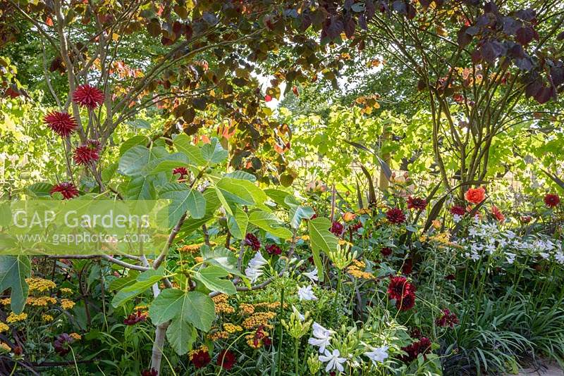 Mixed border, July.  Bachus Garden - RHS Hampton Court Flower Show 2014 