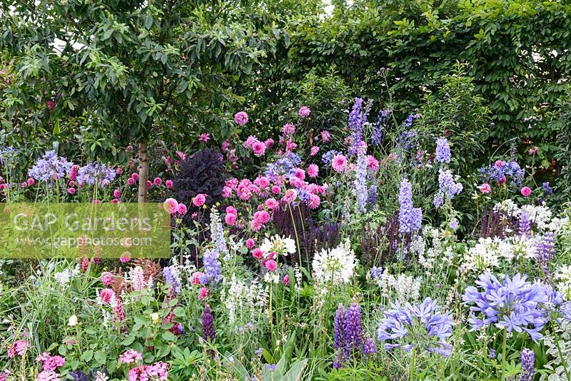 Agapanthus, Dahlias, Delphiniums and Kale - Britain in Bloom - RHS Hampton Court Flower Show 2014