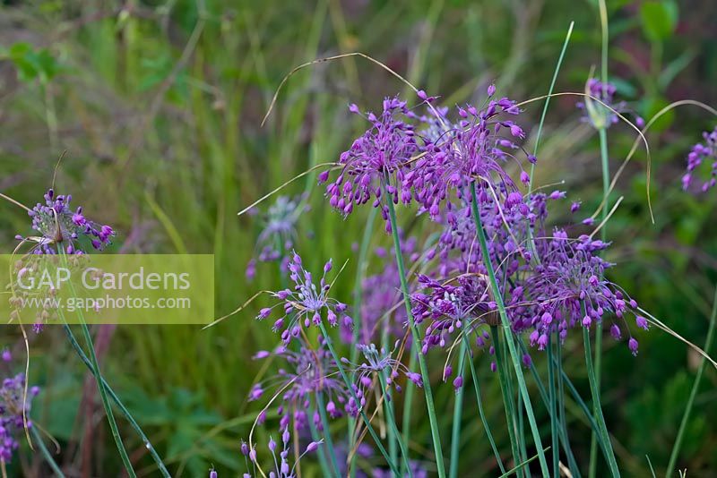 Allium carinatum subsp. pulchellum AGM.