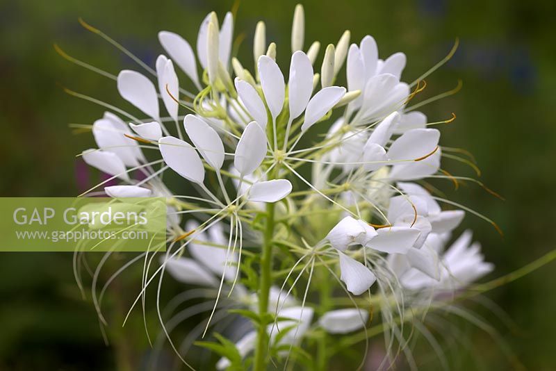 Cleome hassleriana 'Helen Campbell' AGM.