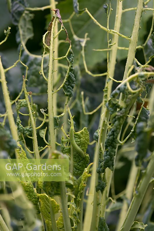 Larvae or caterpillars of Pieris napi have completely eaten the leaves of this Brassica oleracea 'Acephala Group' 'Nero di Toscana' kale plant.