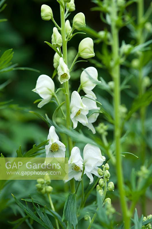 Aconitum napellus 'Albus'