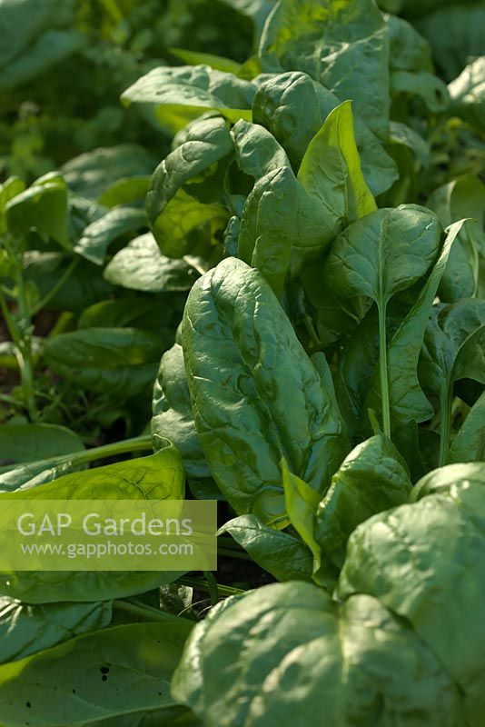 Spinacia oleracea 'Amazon' - Spinach