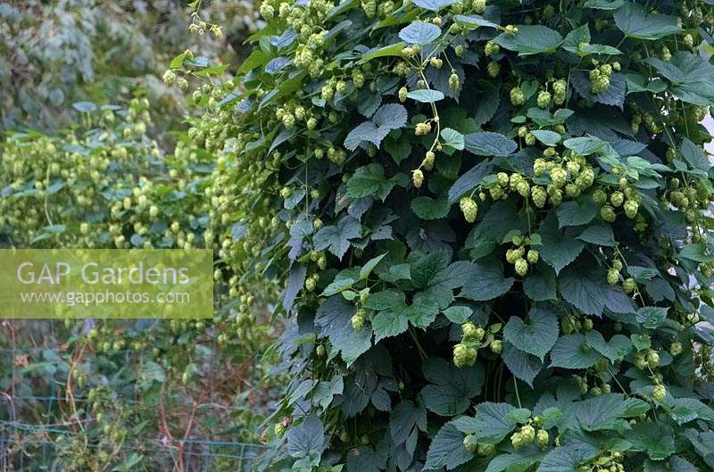 Humulus lupulus 'Cascade' in first year of planting with hop berries almost ready to pick.