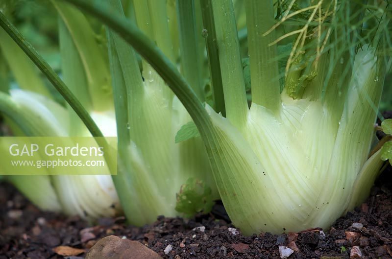 Florence Fennel, Foeniculum vulgare 'Rondo', F1 Hybrid sown 23 June and shown 24 September.