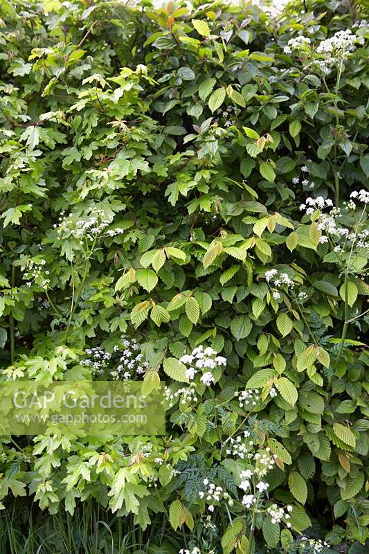 English country hedgerow of Cow Parsley, Hornbeam and Acer campestre 'Field Maple'.