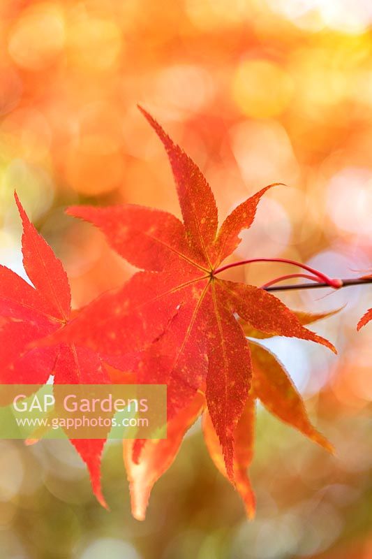 Acer palmatum 'Osakazuki' - Japanese Maple