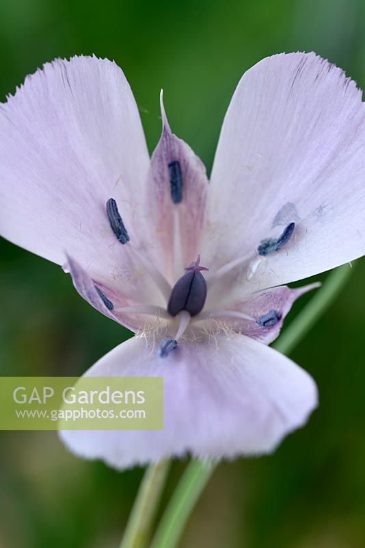 Calochortus 'Cupido' -  Mariposa Lily  