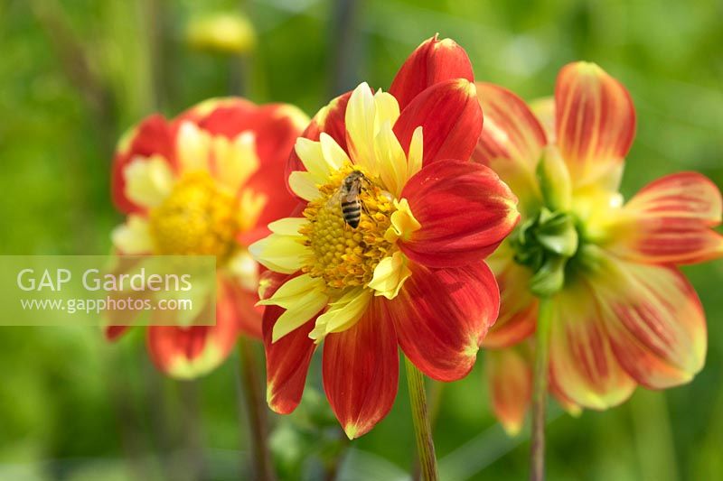 Insect on Dahlia 'Pooh Swan'