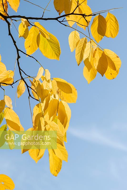 Cladrastis kentukea - Kentucky Yellow Wood -  foliage against a blue sky