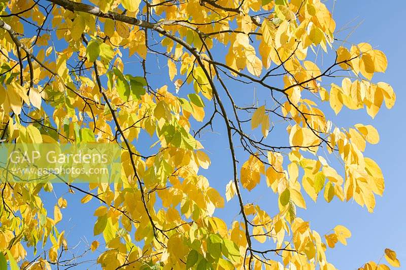Cladrastis kentukea - Kentucky Yellow Wood - branches and foliage against a blue sky