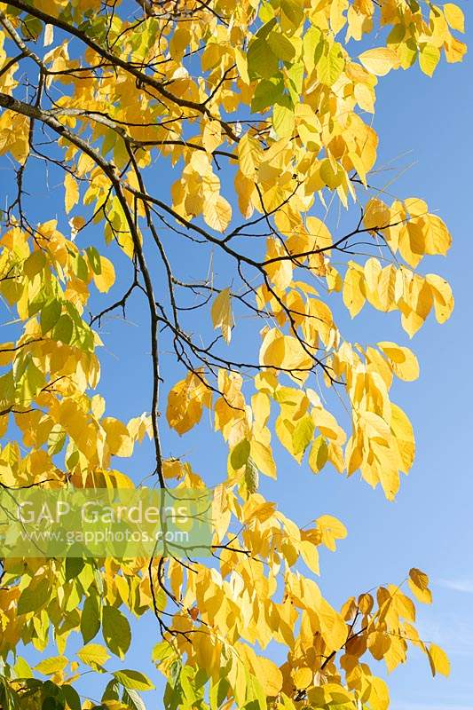 Cladrastis kentukea - Kentucky Yellow Wood - branches and foliage against a blue sky