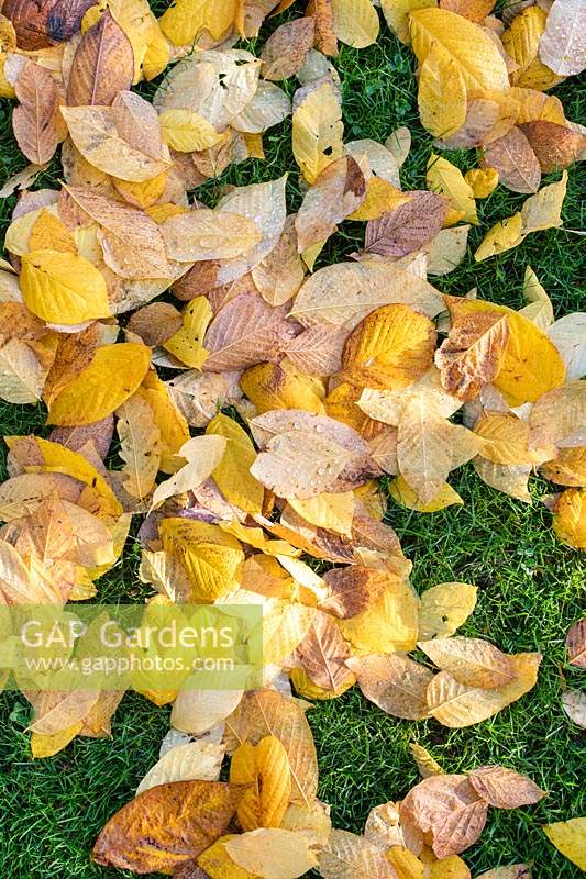 Fallen leaves of Cladrastis kentukea - Kentucky Yellow Wood - on grass