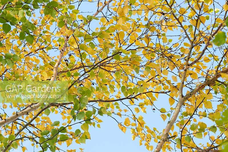 Betula ermanii 'Grayswood Hill' - Erman's Birch 