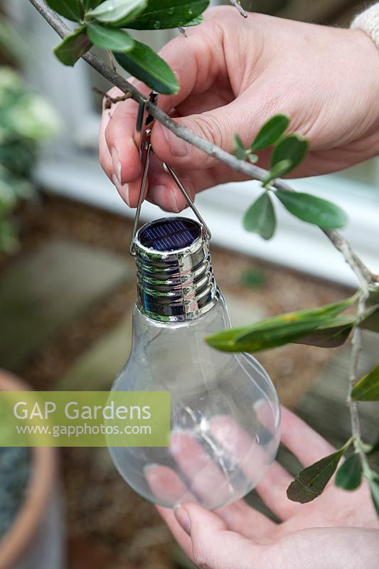 Garden lighting: hanging a bulb-type solar re-chargeable LED lamp in a potted olive bush on patio, shot from above to show solar sensor.