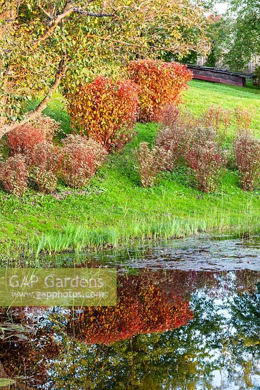 Clipped Cornus alba with autumn colour reflected in the river. Orekhovno garden, Orekhovno, Pskov Oblast region, Western Russia. 