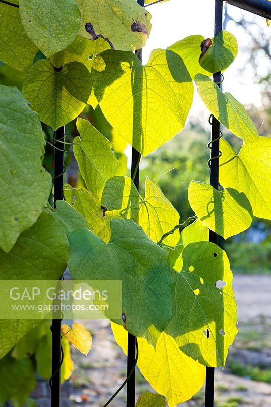 Backlit leaves of Vitis coignetiae on railings. Orekhovno garden, Orekhovno, Pskov Oblast region, Western Russia. 