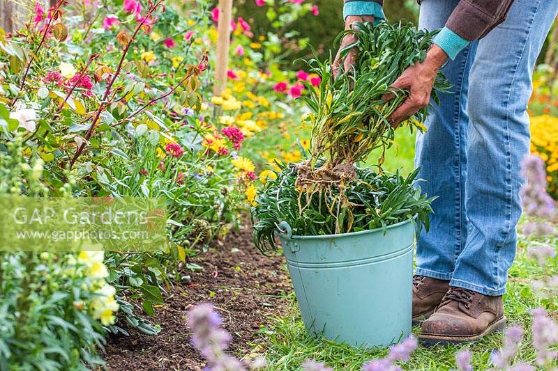 Woman lifting bare root Erysimum - Wallflowers from bucket with water, ready for planting in Autumn.