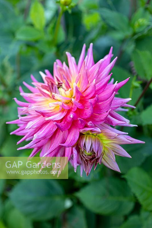 Dahlia 'Rose Jupiter' 