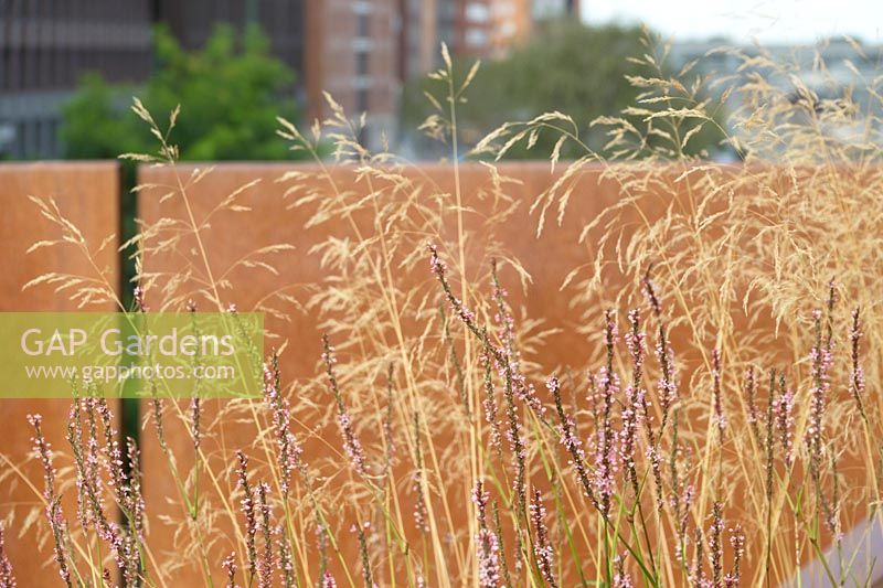 Persicaria and Agrostis in autumn in front of corten steel wall.