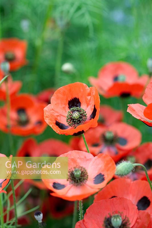 Papaver commutatum 'Ladybird' - Ladybird Poppy 