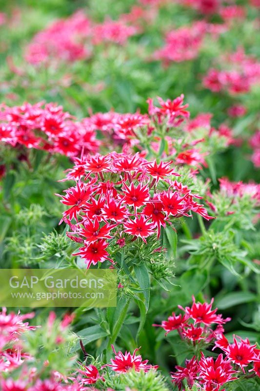 Phlox F1 Popstars Red - Annual Phlox - July