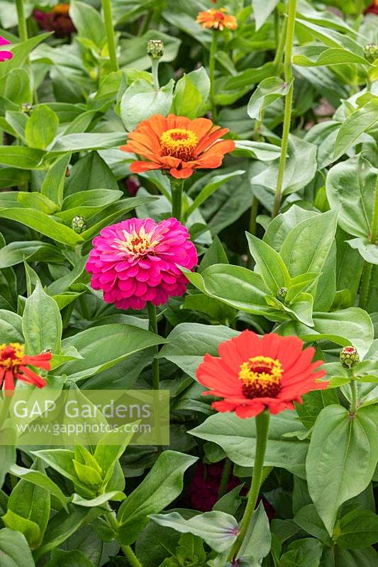 Zinnia elegans 'Molotov Mixed'