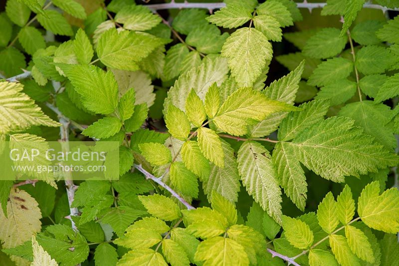 Rubus cockburnianus 'Goldenvale' - White stemmed bramble 'Goldenvale' foliage in autumn.