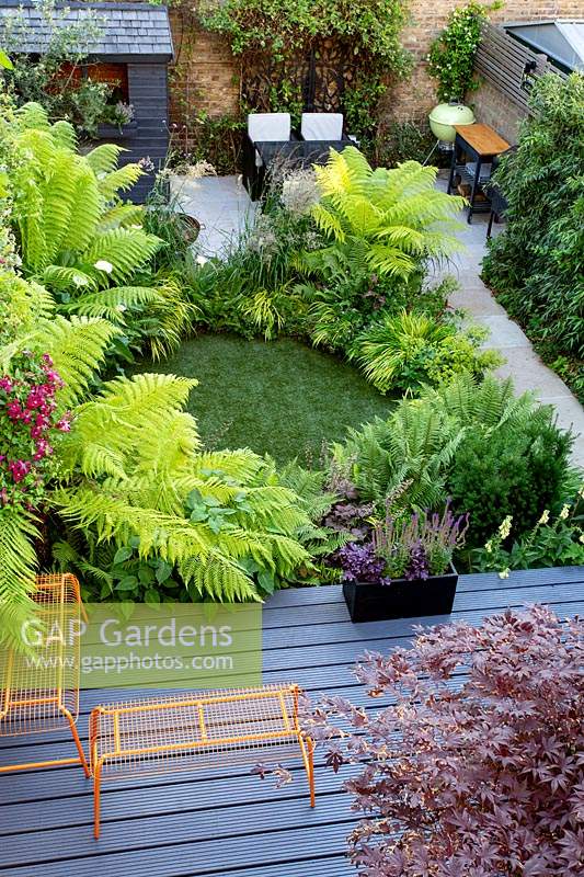 High view of small shade tolerant garden in London with a green theme. Planting includes Dryopteris affinis, Hakonechloa macra Aureola, Black Bamboo, along path, Trachelospermum jasminoides, Calamagrostis x acutiflora Karl Foerster, Taxus media Hillii, Red clematis Madame Julia Correvon, Dicksonia antarctica, Zantedeschia aethiopica, Digitalis grandiflora ambigua, Acer palmatum. In planter Purple Heuchera Forever Purple and Salvia East Friesland. The border surrounds a small circular artificial lawn.