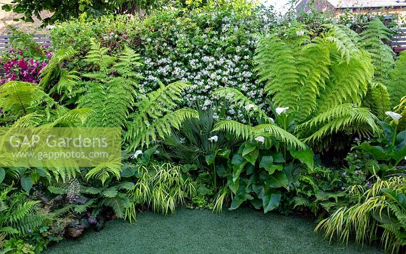 Small shade tolerant garden in London with a green theme. Planting includes Dryopteris affinis, Hakonechloa macra Aureola, Trachelospermum jasminoides, Red clematis Madame Julia Correvon, Dicksonia antarctica, Zantedeschia aethiopica, The border surrounds a small circular artificial lawn.