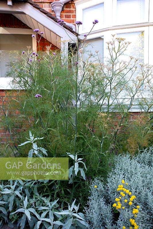 Front garden in West London - Fennel, Artemisia valerie finnis, Verbena bonariensis, Santolina chamaecyparissus.