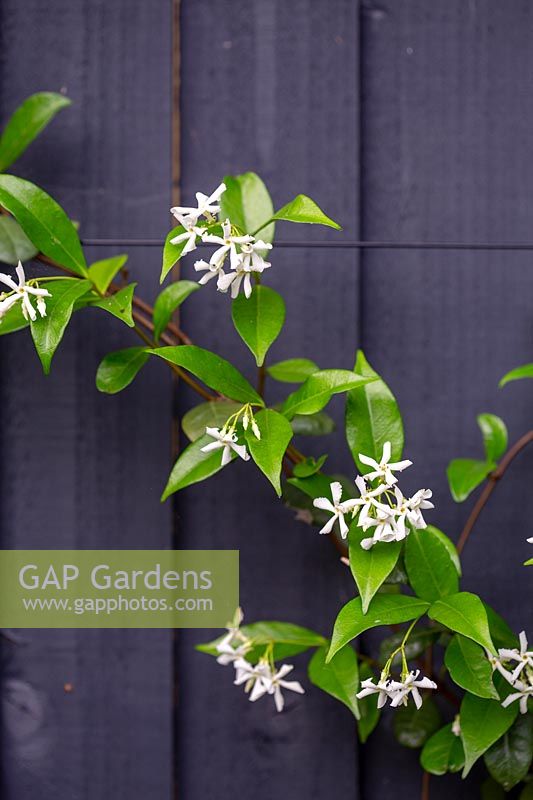 Contemporary  garden in West London - planting includes Trachelospermum jasminoides.