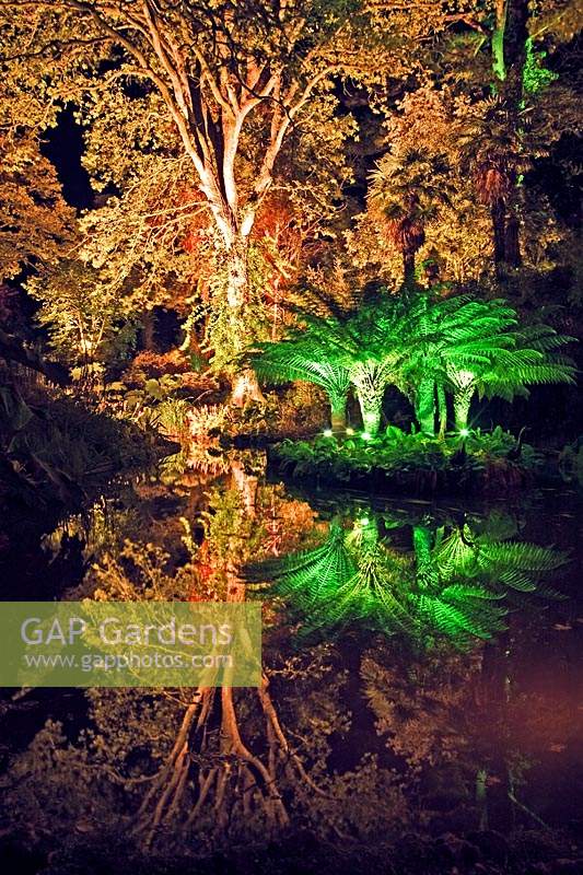Dicksonia antartica - Tree Fern - and tree on an island in a lake, lit by electric' lighting after dark, plants reflected in water