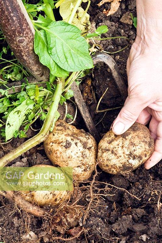 Using long-handled fork to lift tubers of Potato 'Epicure' 