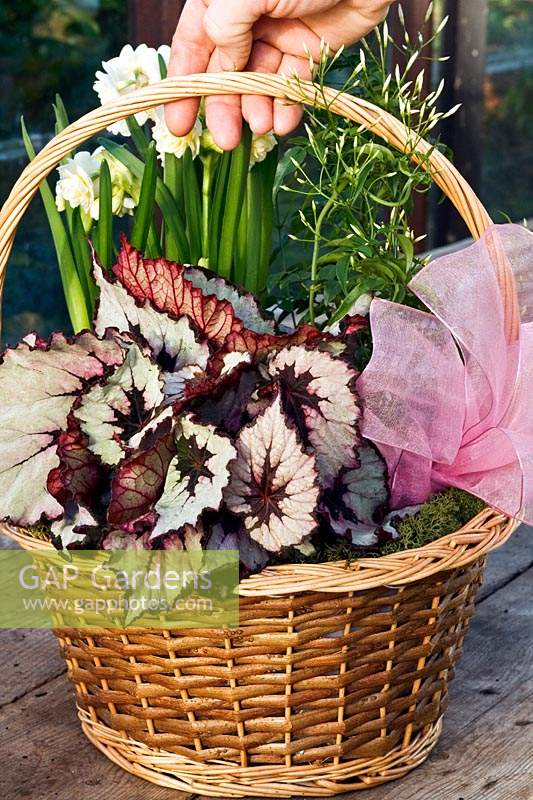 An indoor basket planted with Begonia, Narcissus and Jasminum, finished with a ribbon and presented as a gift