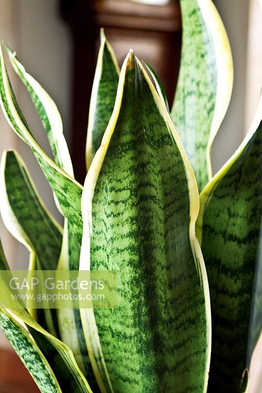 Sanseveria - Mother-in-laws Tongue - indoors